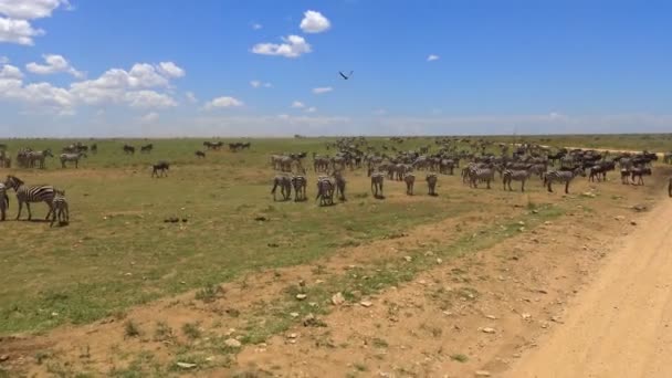 Stáda zebry a pakoně. Safari - cesta přes africké savany. Tanzanie. — Stock video