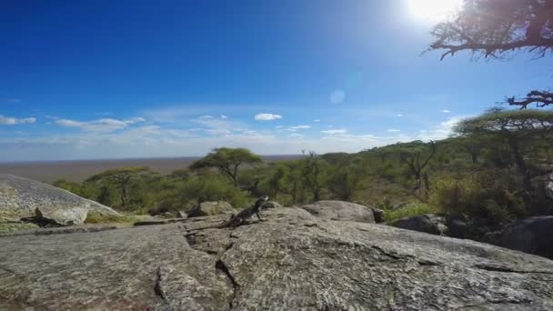 Lizard. Safari - journey through the African Savannah. Tanzania. — Stock Video