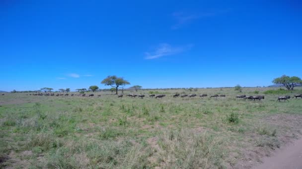 Stáda zebry a pakoně. Safari - cesta přes africké savany. Tanzanie. — Stock video