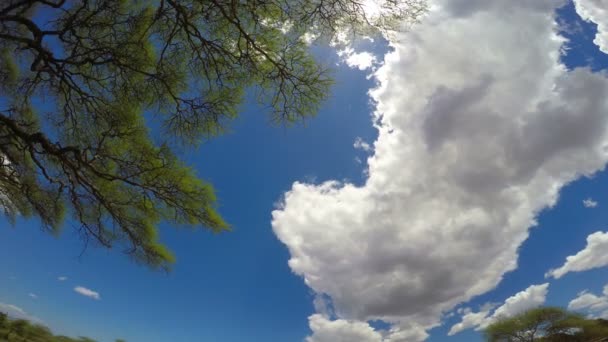 Небо савані. Сафарі - подорож по пустелі. Танзанія. — стокове відео