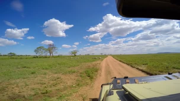 Herds of Zebra. Safari - journey through the African Savannah. Tanzania. — Stock Video