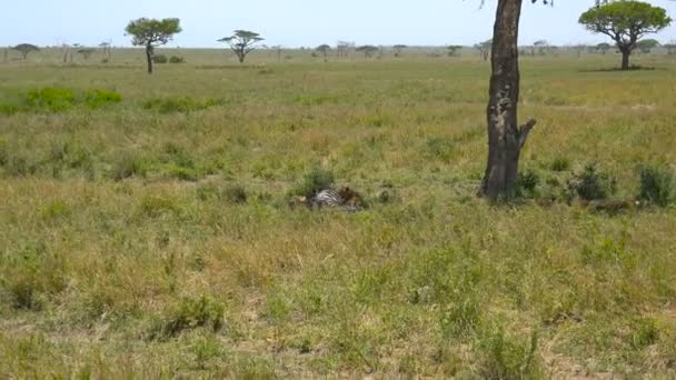 Африканські леви. Сафарі - подорож по пустелі. Танзанія. — стокове відео