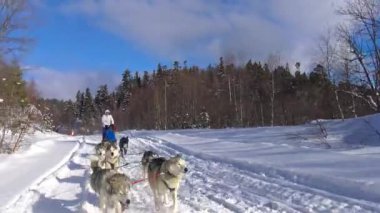 Kızak köpek yarışı. Kafkas Dağları. Rusya.