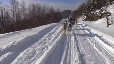 Kızak köpek yarışı. Kafkas Dağları. Rusya.