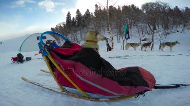 Kızak köpek yarışı bekliyor. Kafkas Dağları. Rusya.