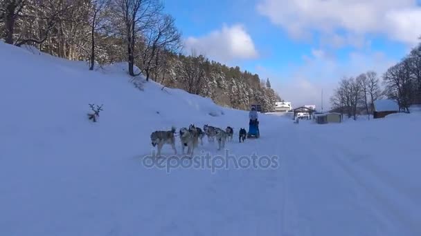 Závod psích spřežení. V kavkazských horách. Rusko. — Stock video
