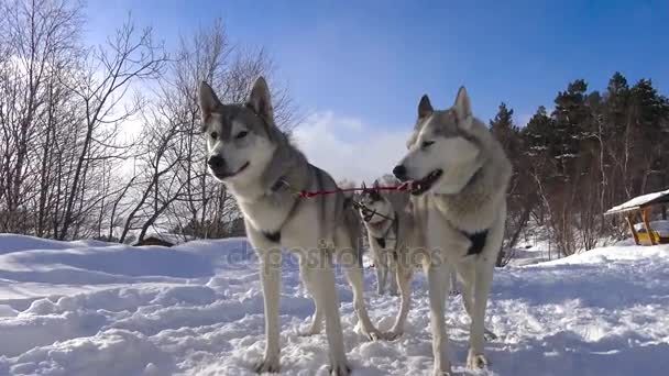 In attesa della gara dei cani da slitta. Le montagne caucasiche. Russia . — Video Stock