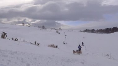 Kızak köpek yarışı. Kafkas Dağları. Rusya.