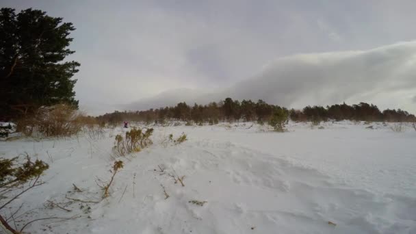 La corsa dei cani da slitta. Le montagne caucasiche. Russia . — Video Stock