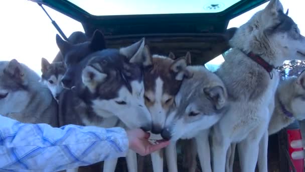 Wartendes Schlittenhunderennen. die kaukasischen Berge. Russland. — Stockvideo