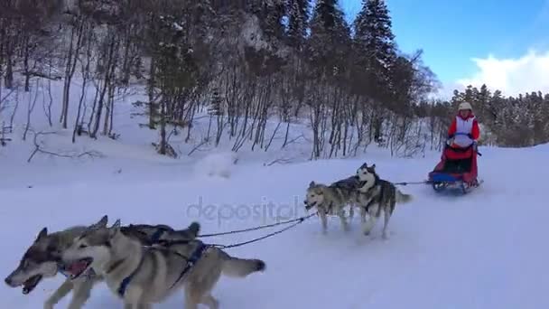 De sled dog race. De Kaukasische bergen. Rusland. — Stockvideo