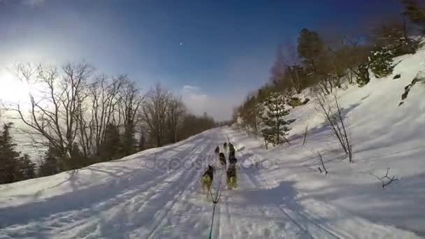 La course de chiens de traîneau. Les montagnes du Caucase. Russie . — Video