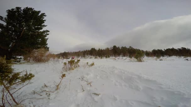 썰매 개 경주입니다. 백인 산입니다. 러시아. — 비디오