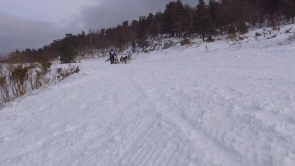 狗拉雪橇比赛。高加索山脉。俄罗斯. — 图库视频影像