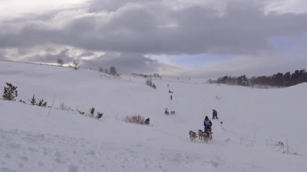 Kızak köpek yarışı. Kafkas Dağları. Rusya. — Stok video