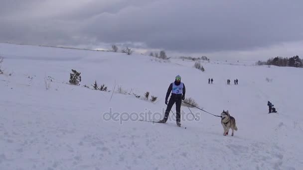 La corsa dei cani da slitta. Le montagne caucasiche. Russia . — Video Stock