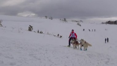 Kızak köpek yarışı. Kafkas Dağları. Rusya.