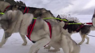 Kızak köpek yarışı. Kafkas Dağları. Rusya.