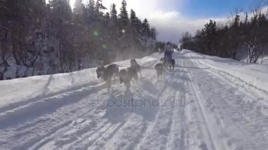 Kızak köpek yarışı. Kafkas Dağları. Rusya.