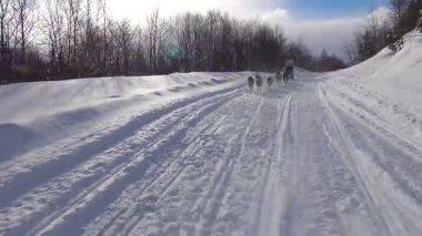 Kızak köpek yarışı. Kafkas Dağları. Rusya.