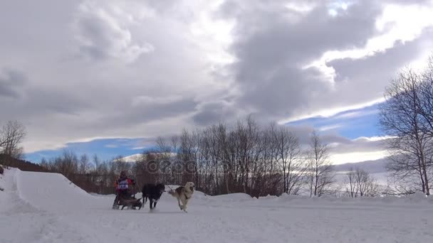 A kutyaszán verseny. A kaukázusi-hegység. Oroszország. — Stock videók