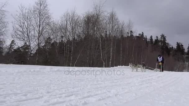 Гонка саней. Кавказские горы. Россия . — стоковое видео