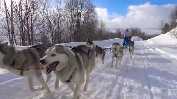 そり犬レース。カフカス山脈。ロシア. — ストック動画