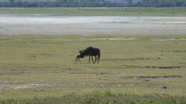 Yeni doğmuş bir yavru antilop yakınındaki.