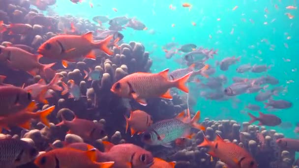 Färgglada korallrev. Spännande dykning utanför ön av maffian. Tanzania. I Indiska oceanen. — Stockvideo