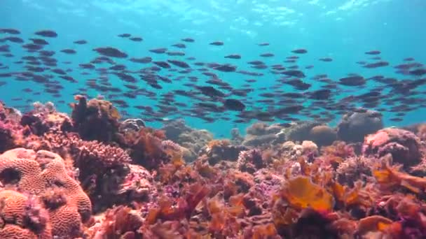 Barevný korálový útes. Vzrušující potápění z ostrova mafie. Tanzanie. Indického oceánu. — Stock video
