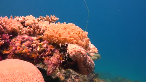 Pepino de mar. Emocionante buceo fuera de la isla de la Mafia. Tanzania. Del océano Índico . — Vídeos de Stock