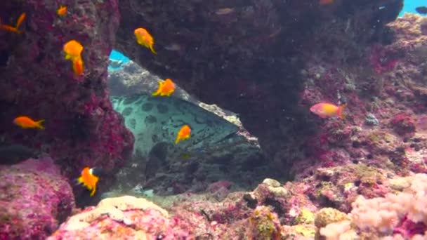 Kvinnliga grouper fisken gravid. Spännande dykning utanför ön av maffian. Tanzania. I Indiska oceanen. — Stockvideo