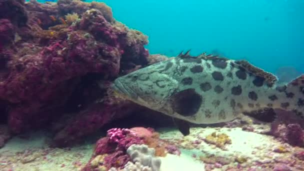 De vrouwelijke grouper vis zwanger. Spannend duiken uit de eiland van maffia. Tanzania. Van de Indische Oceaan. — Stockvideo