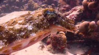 Firavun mürekkep balığı. Heyecan verici mafya Adası dalış. Tanzanya. Hint Okyanusu.