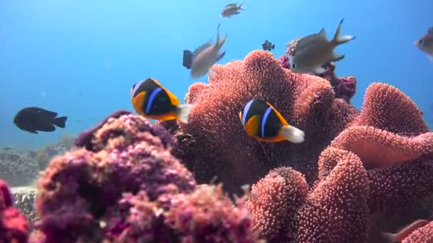 Simbiosis de peces payaso y anémonas. Emocionante buceo fuera de la isla de la Mafia. Tanzania. Del océano Índico . — Vídeo de stock