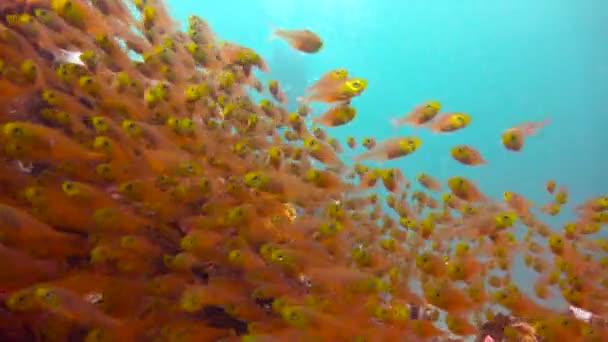 Glas fisken. Spännande dykning utanför ön av maffian. Tanzania. I Indiska oceanen. — Stockvideo