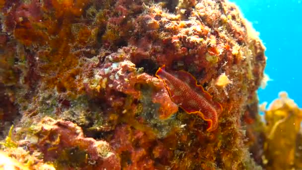 Nudibranchs... Vzrušující potápění z ostrova mafie. Tanzanie. Indického oceánu. — Stock video
