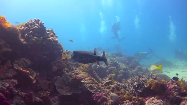 El pez boxeo. Emocionante buceo fuera de la isla de la Mafia. Tanzania. Del océano Índico . — Vídeos de Stock