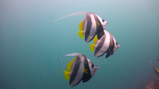 Flag butterfly fish. Exciting diving off the island of Mafia. Tanzania. Of the Indian ocean. — Stock Video