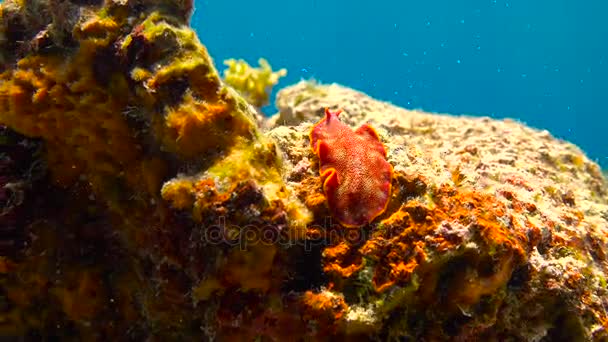 Nudibranchi... Emozionanti immersioni al largo dell'isola di Mafia. Tanzania. Dell'oceano Indiano . — Video Stock