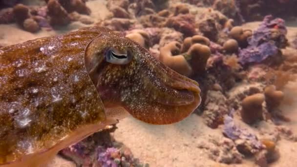 Seppie del faraone. Emozionanti immersioni al largo dell'isola di Mafia. Tanzania. Dell'oceano Indiano . — Video Stock