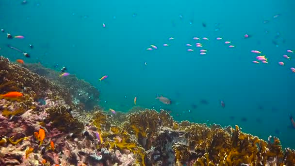 多彩的珊瑚礁。令人兴奋的跳水黑手党岛。坦桑尼亚。印度洋的. — 图库视频影像