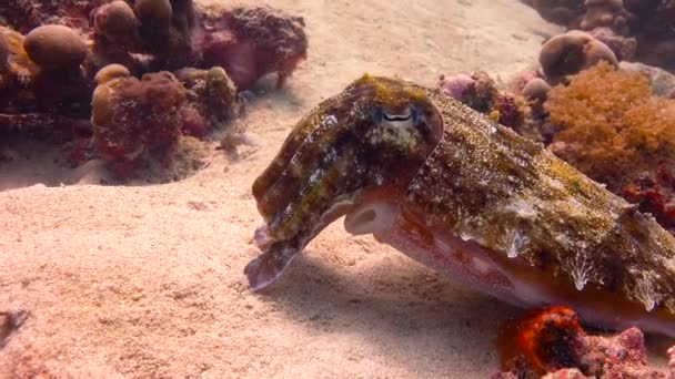 Seiche pharaon. Plongée passionnante au large de l'île de la Mafia. Tanzanie. De l'océan Indien .