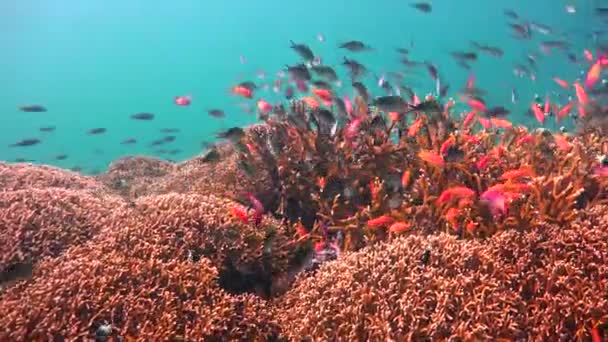 Recifes de corais coloridos. Mergulho emocionante na ilha da Máfia. Tanzânia. Do oceano Índico . — Vídeo de Stock
