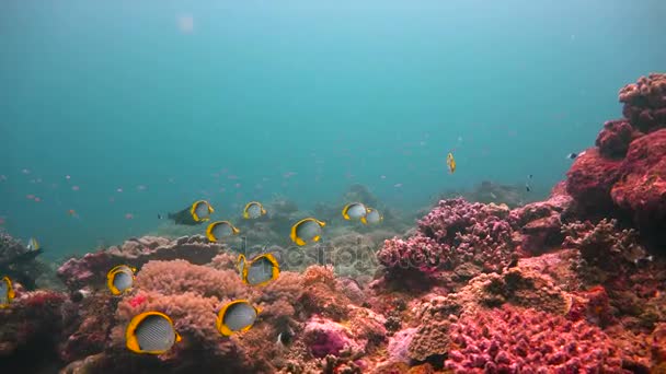 wasser meer tropisch fisch ozean unterwasser