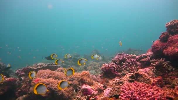 water sea tropical fish ocean underwater