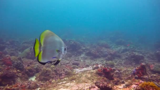 Colorful coral reef. Exciting diving off the island of Mafia. Tanzania. Of the Indian ocean. — Stock Video