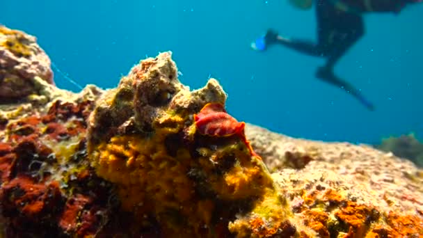 Nudibranchi. Emozionanti immersioni al largo dell'isola di Mafia. Tanzania. Dell'oceano Indiano . — Video Stock