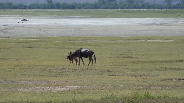 Wildebeest cerca de un ternero recién nacido . — Vídeos de Stock