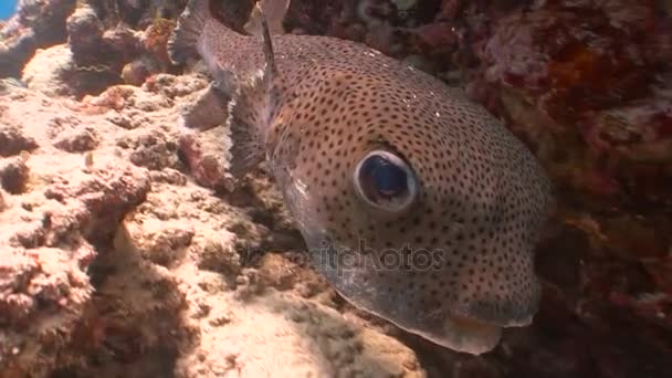 Diving on the reefs of the Maldives archipelago. Very funny and trustful puffer fish. — Stock Video
